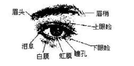 眼睛開 面相|金自在相面秘訣——眼睛篇